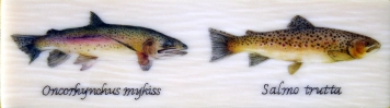 Trout pair inlay Trout pair inlay