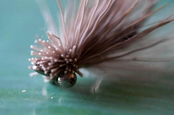 Shallow depth-of-field Shallow depth-of-field