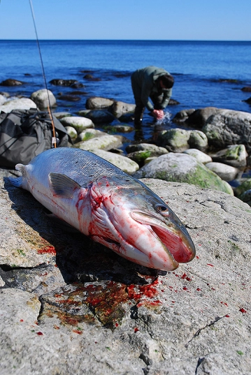 Washing the blood of his hands Washing the blood of his hands