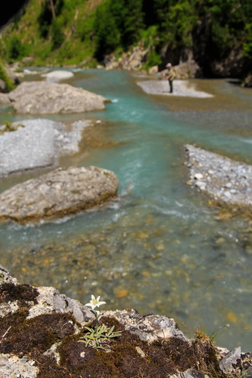 Edelweiss â rare beauty Edelweiss â rare beauty
