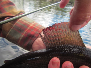 The dorsal fin The dorsal fin
