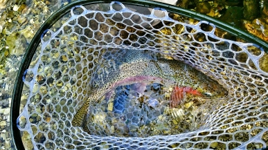 In the net In the net