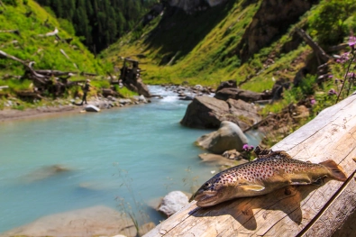 A brown trout from a glacial stream A brown trout from a glacial stream