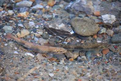 Spawning trout in clear water Spawning trout in clear water