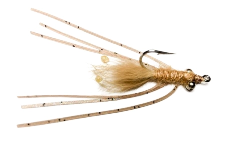 Mantis Shrimp Mantis Shrimp