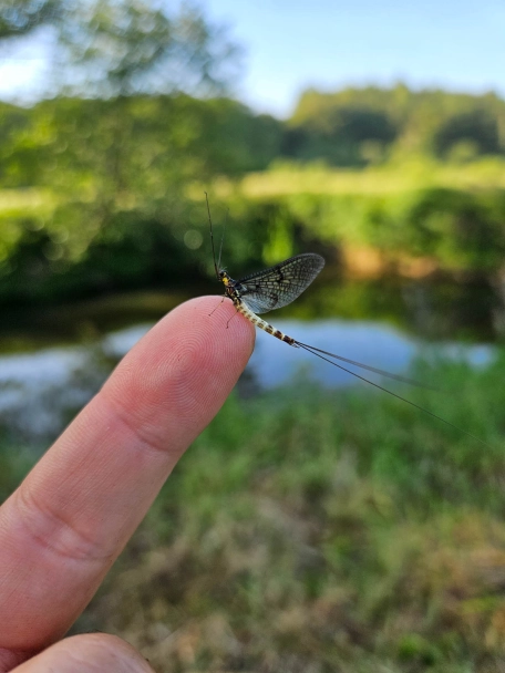 Chalk stream mayfly Chalk stream mayfly