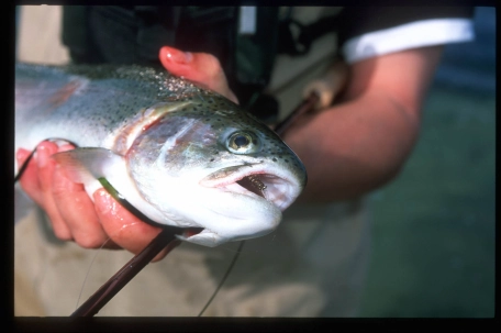 Just a fish with a fly Just a fish with a fly