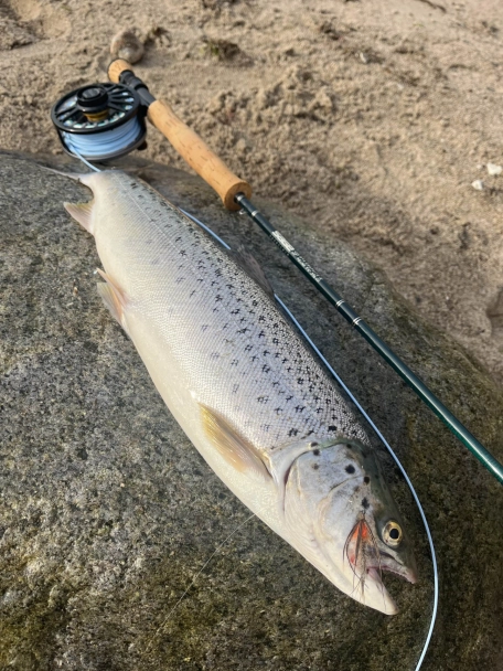 Mika trout Mika trout