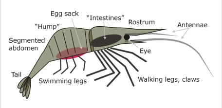 Shrimp anatomy for the fly tyer Shrimp anatomy for the fly tyer