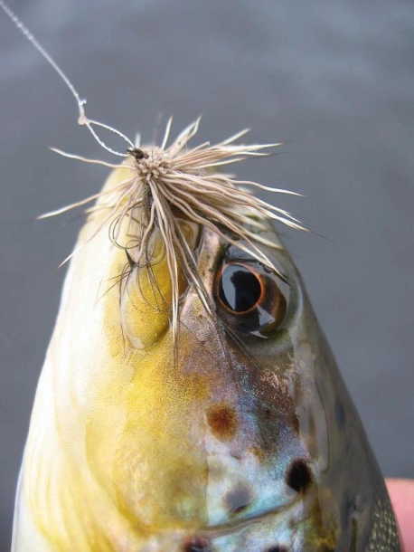 In the mouth In the mouth