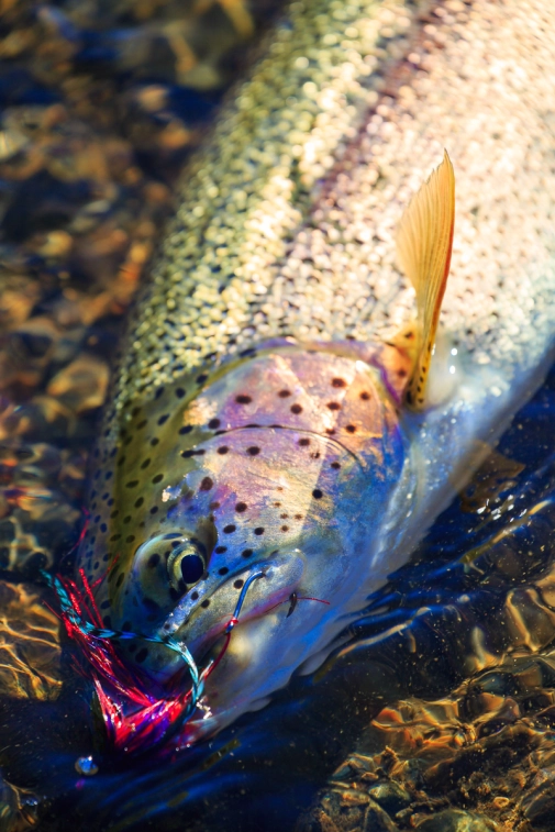 Portrait of a rainbow trout Portrait of a rainbow trout