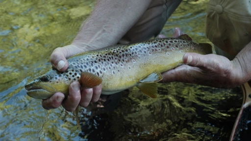 And a typical German Traun brownie And a typical German Traun brownie