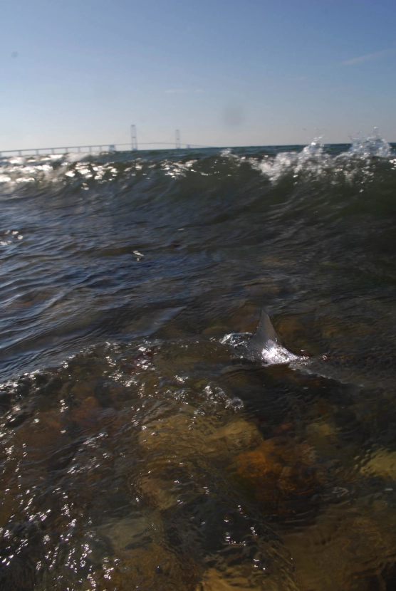 Flip of the tail Flip of the tail