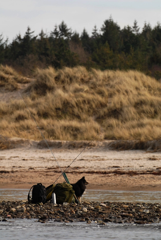 A watchdog A watchdog