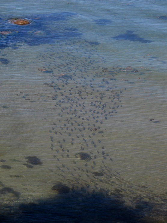 High stance and clear water High stance and clear water