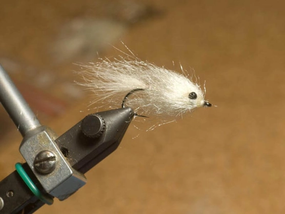 A cute fly - the Cuteling A cute fly - the Cuteling