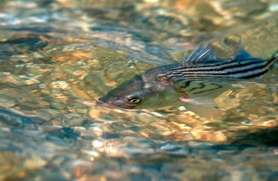 Shallow water striper Shallow water striper