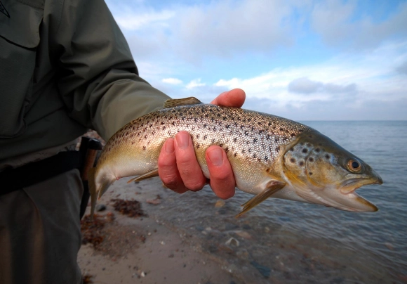 Autumn fish Autumn fish