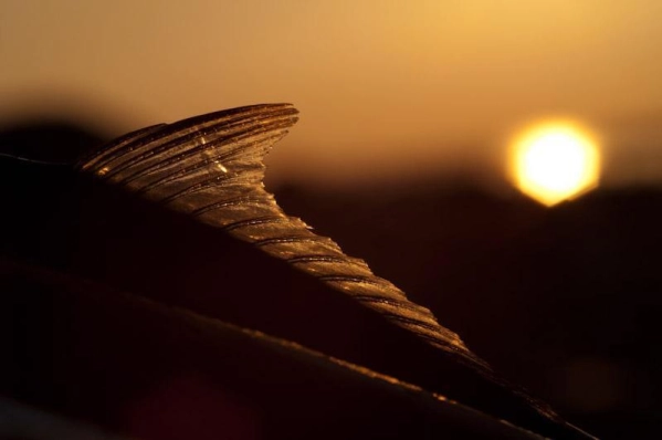 Fin and sun Fin and sun