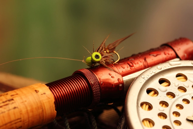 Meet the Booby Fly Meet the Booby Fly