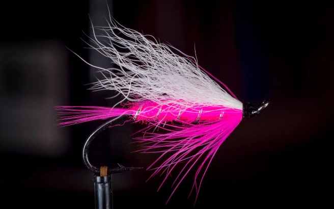 Silver Admiral Silver Admiral