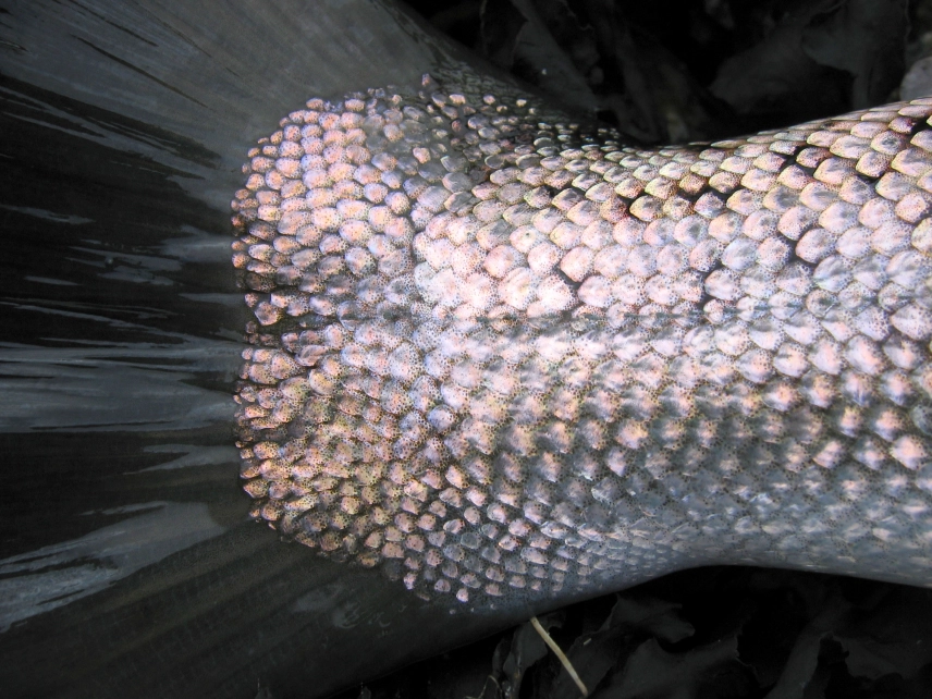 Rosy sheen Rosy sheen