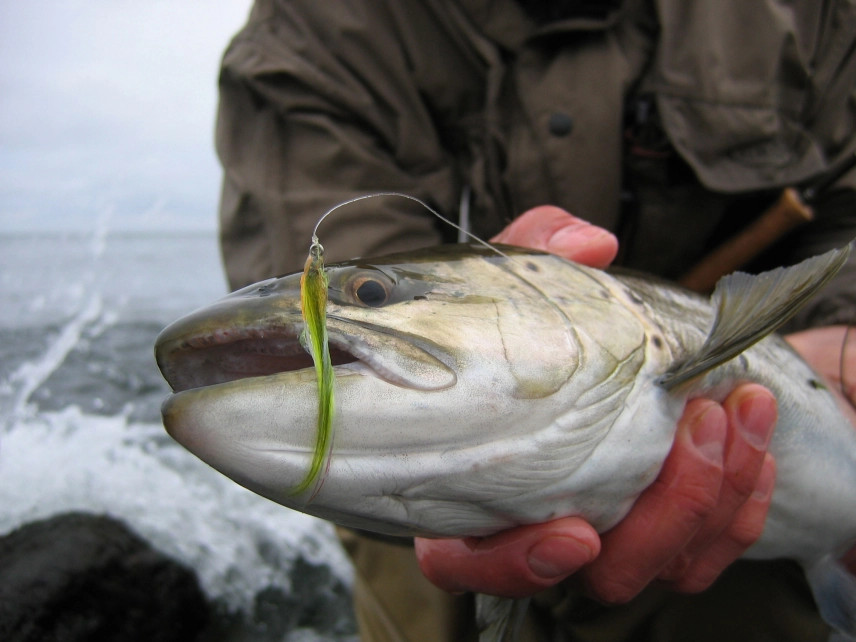 Slender spring seatrout Slender spring seatrout