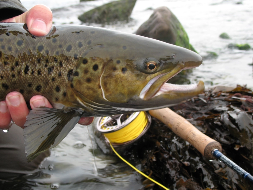 Autumn sea trout Autumn sea trout
