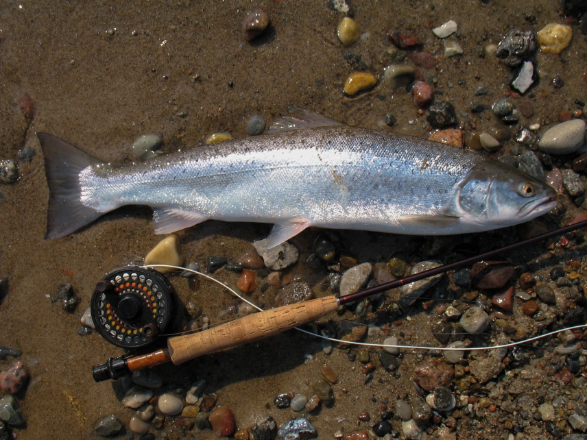 A bright sea trout A bright sea trout