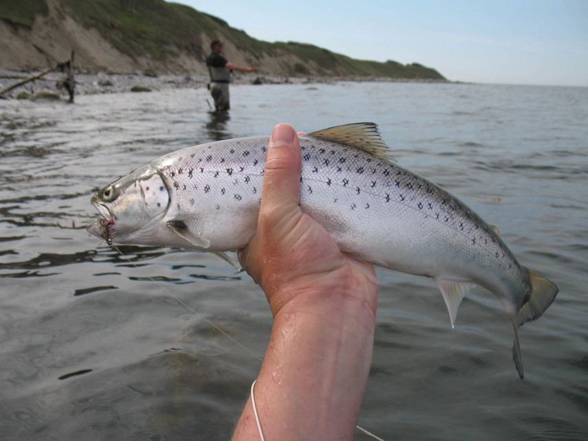 Bright spring seatrout Bright spring seatrout