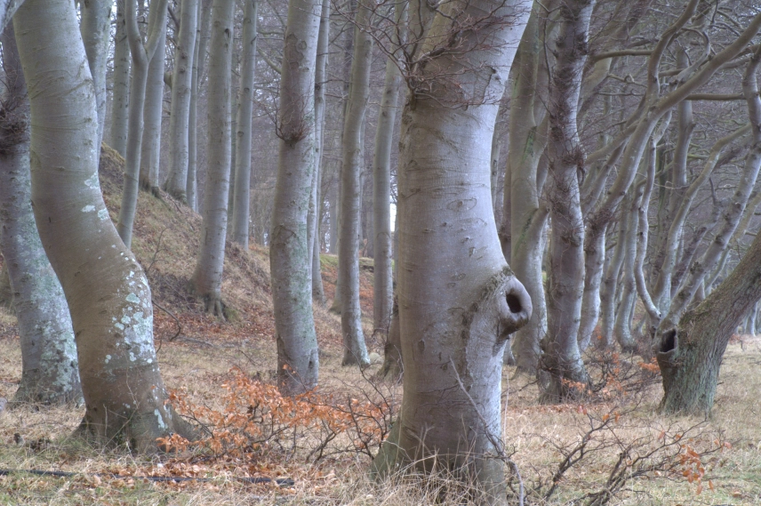 Tree trunks Tree trunks