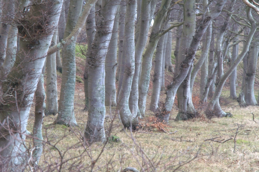 Tree trunks Tree trunks