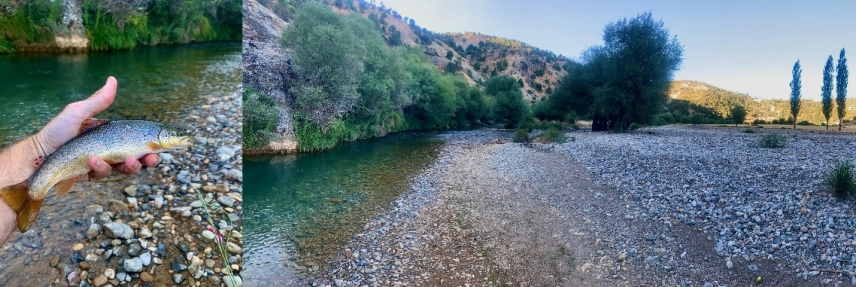 Goksu trout Goksu trout