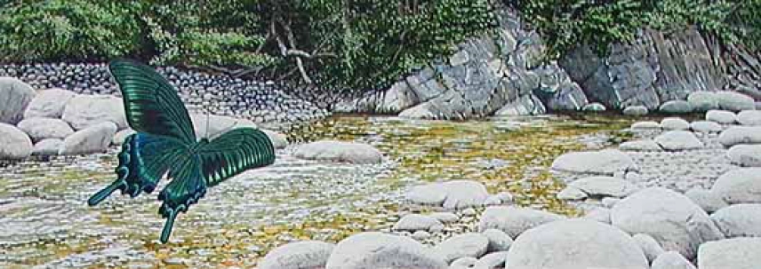 Swallowtail butterfly Swallowtail butterfly