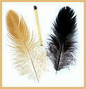 Hen feathers