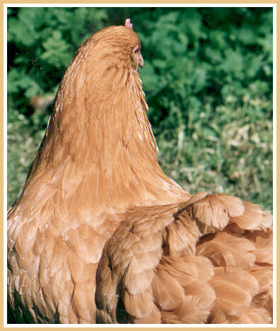 Orpington hen