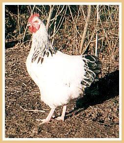 Sussex rooster