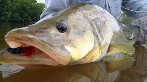 Video thumb for Snookzilla 