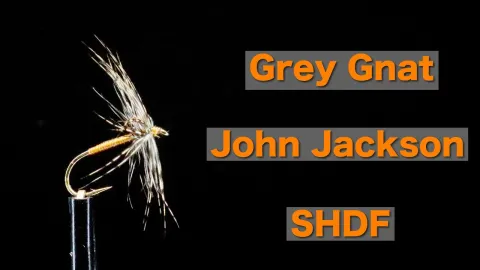 Video thumb for Grey Gnat