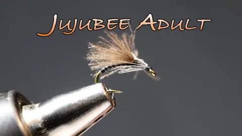 Video thumb for Jujubee Adult