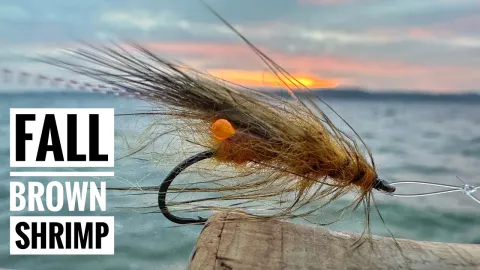 Video thumb for Fall Brown Shrimp