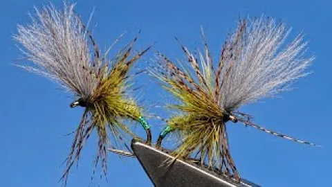 Video thumb for Olive Grunter
