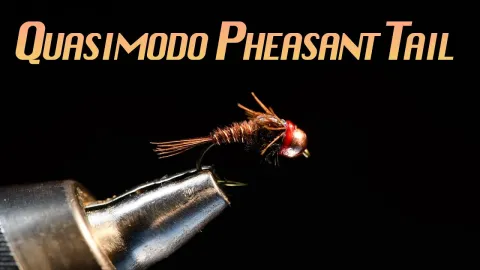Video thumb for Quasimodo Pheasant Tail