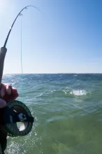 DIY POV - It takes some nerve to shoot a fight yourself while the fish is struggling to get off at close range, but the result can be worth it