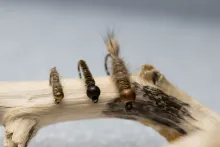Beadhead nymphs
