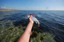 A small late spring fish