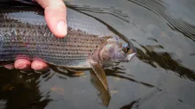 Grayling