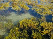 Lots of life in the weed