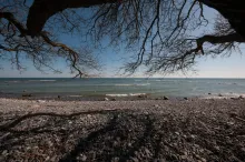 Overhanging branches