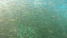 Video thumb for Tarpon and Bonefish in the Virgin Islands